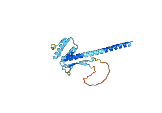 Recombinant Human SMC3, N-His