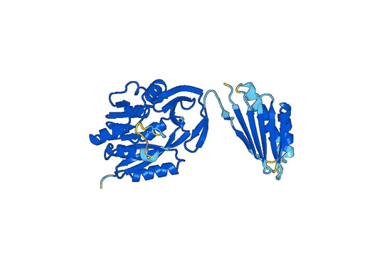 Recombinant Human SMS Protein, N-His