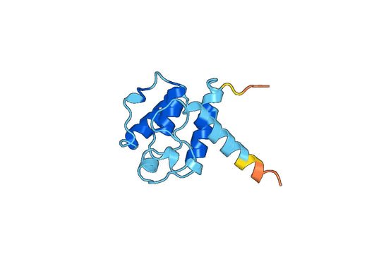 Recombinant Human SMTNL1 Protein, N-His-SUMO
