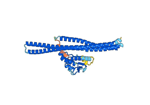 Recombinant Human SNX1 Protein, N-His