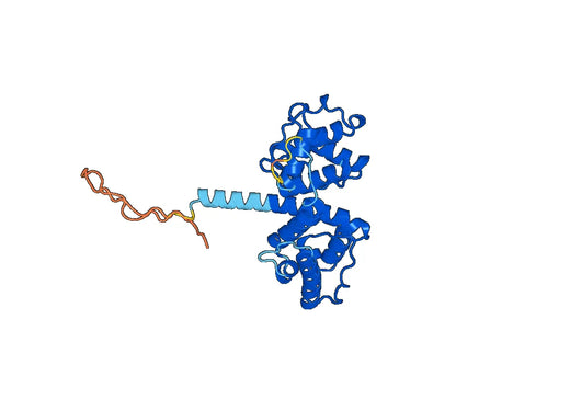 Recombinant Human SPTBN1 Protein, N-His