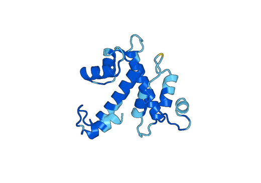 Recombinant Human SRI Protein, N-His