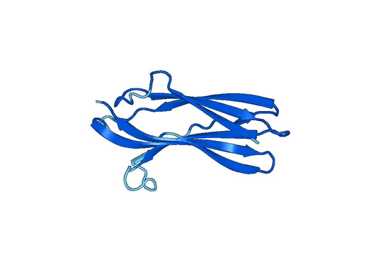 Recombinant Human SSR1 Protein, N-His