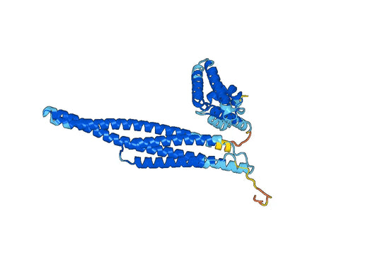 Recombinant Human STAT5B, N-His