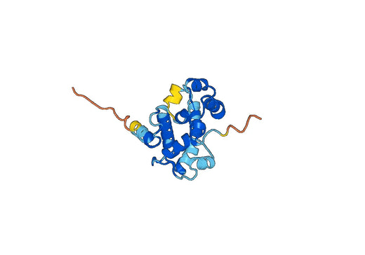 Recombinant Human STIM1, N-His