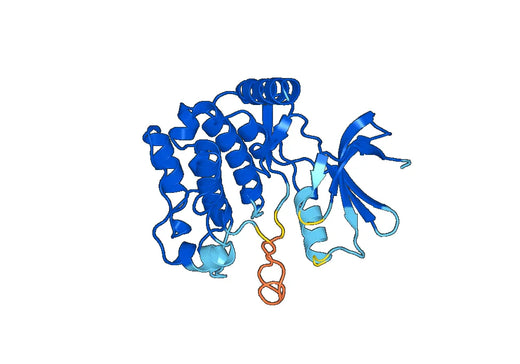 Recombinant Human STK26 Protein, N-His