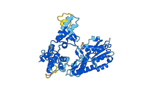 Recombinant Human STXBP2 Protein, N-His