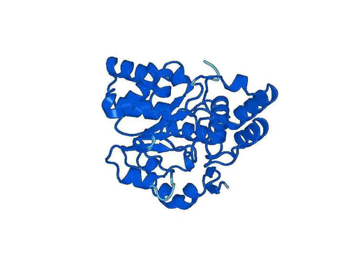 Recombinant Human SULT1C2 Protein, N-His