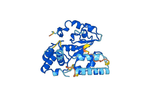 Recombinant Human SULT4A1 Protein, N-His