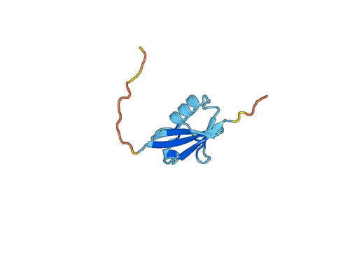 Recombinant Human SUMO2, N-His
