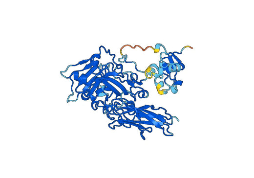 Recombinant Human SUOX, N-His
