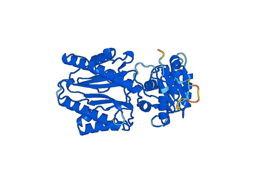 Recombinant Human SUPT16H Protein, N-His
