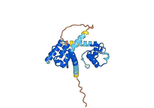 Recombinant Human SYNE2, N-His
