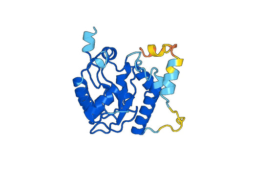 Recombinant Human TDG Protein, N-His