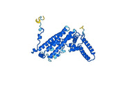 Recombinant Human TDO2 Protein, N-His