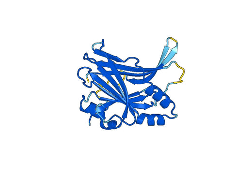 Recombinant Human TEAD4 Protein, N-His