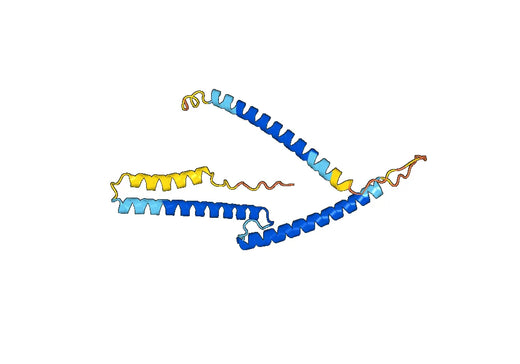 Recombinant Human TFAP4 Protein, N-His
