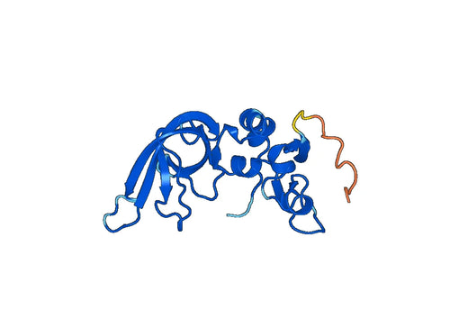 Recombinant Human TIMP4, N-His