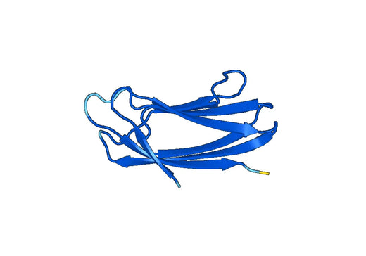 Recombinant Human TMED2 Protein, N-His