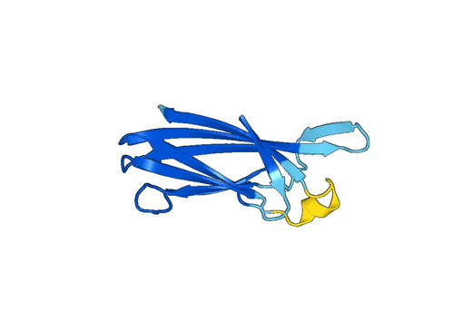 Recombinant Human TMED9 Protein, N-His