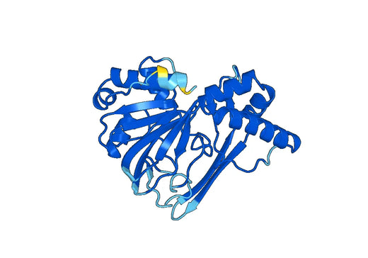 Recombinant Human TMLHE Protein, N-His