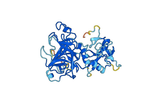 Recombinant Human TMPRSS2 Protein, N-His