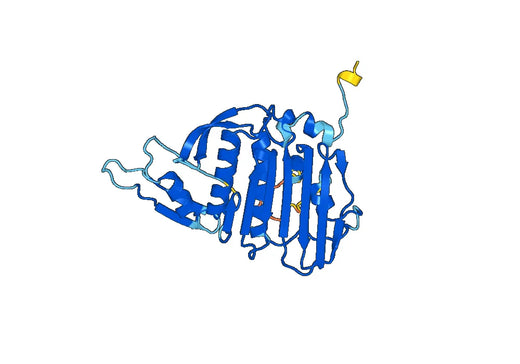 Recombinant Human TOP2B Protein, N-His