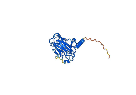 Recombinant Human TP53/p53 Protein, N-His
