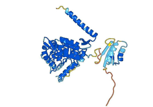 Recombinant Human TPH1 Protein, N-His
