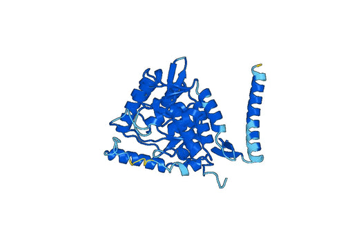 Recombinant Human TPH2 Protein, N-His