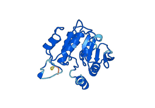 Recombinant Human TPMT, N-His