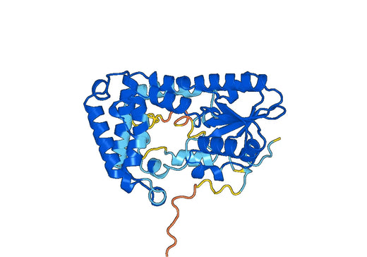 Recombinant Human TRABD2A Protein, N-His-SUMO
