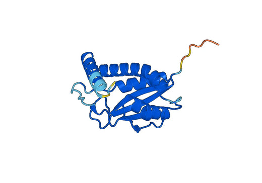 Recombinant Human TRAPPC3 Protein, N-His