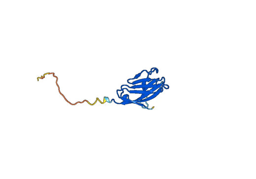 Recombinant Human TREM2, N-His