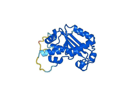 Recombinant Human TREX1 Protein, N-His-SUMO