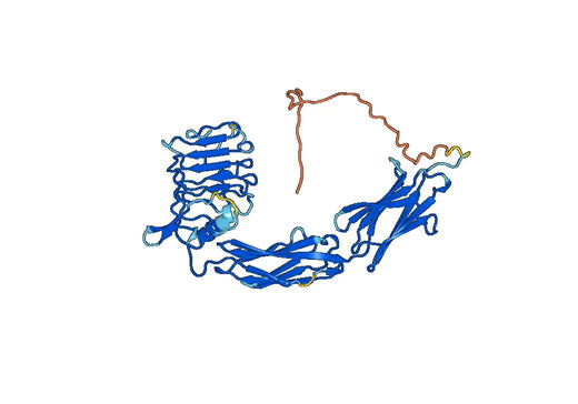 Recombinant Human TrkB /NTRK2, N-His