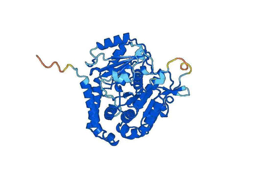 Recombinant Human TUBA4A Protein, N-His