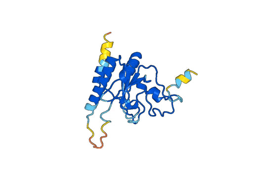 Recombinant Human U2AF1 Protein, N-His