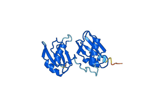 Recombinant Human U2AF2 Protein, N-His