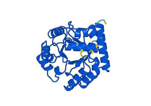 Recombinant Human UMPS Protein, N-His