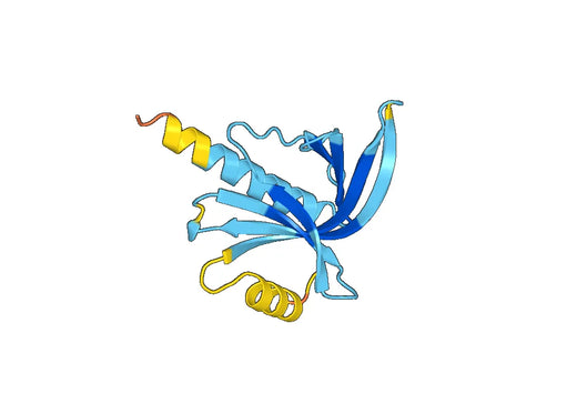 Recombinant Human WASL Protein, N-His