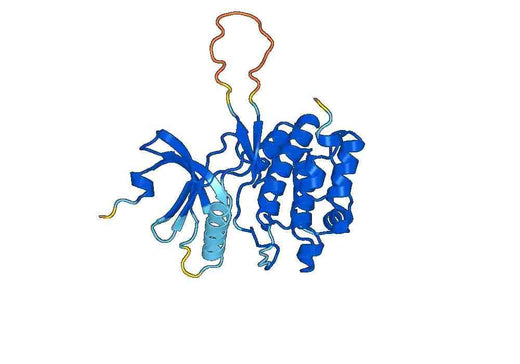 Recombinant Human WEE1 Protein, N-His