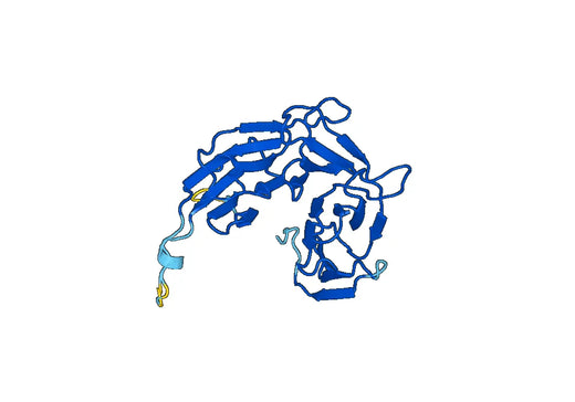 Recombinant Human WRAP53 Protein, N-His