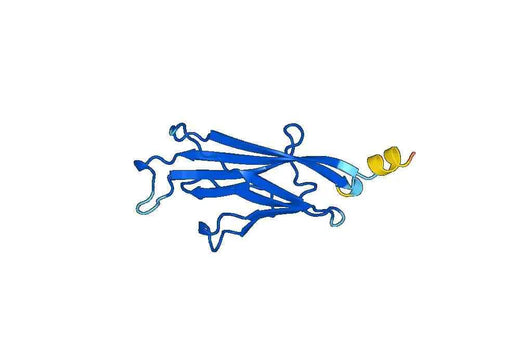 Recombinant Human YEATS2 Protein, N-His