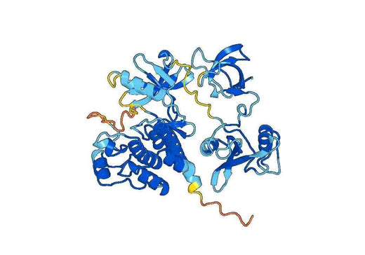Recombinant Human YES1 Protein, N-His