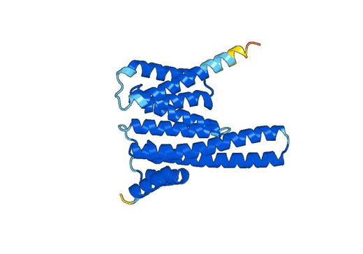 Recombinant Human YWHAH Protein, N-His