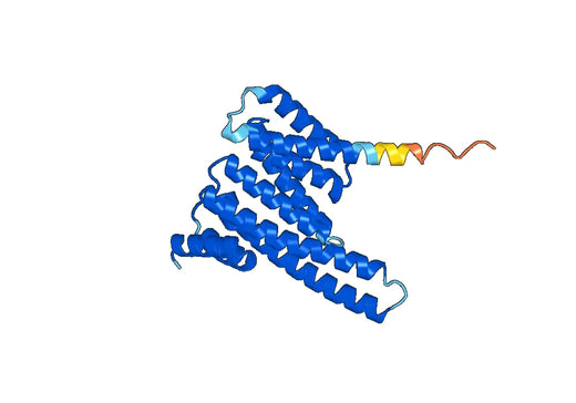 Recombinant Human YWHAZ, N-His
