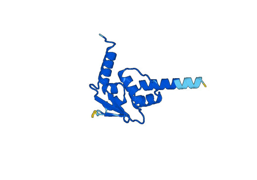 Recombinant Human ZBTB18 Protein, N-His