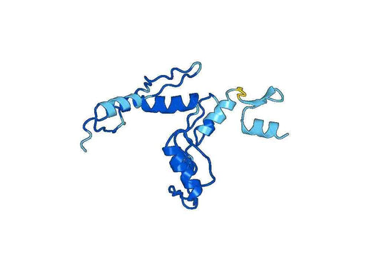 Recombinant Human ZNF143 Protein, N-His