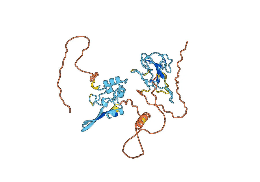 Recombinant MERS-CoV N/Nucleoprotein Protein, N-His